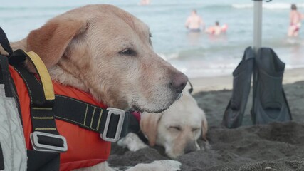 Tired rescue dogs take a rest after long work on an italian beach. White cute labrador dogs taking a nap