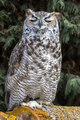 View of a Great Horned Owl