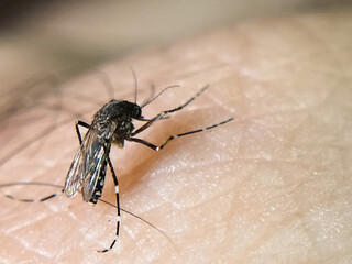 Aedes aegypti mosquito sucking blood. Macro photo. Close-up.