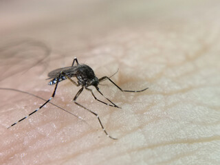 Aedes aegypti mosquito sucking blood. Macro photo. Close-up.