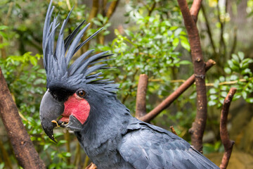 The palm cockatoo (Probosciger aterrimus) is a large smoky-grey or black parrot of the cockatoo family native to New Guinea, Aru Islands, and Cape York Peninsula.