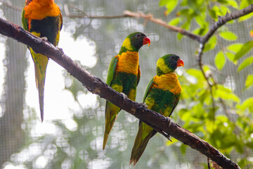 The marigold lorikeet (Trichoglossus capistratus) is a species of parrot that is endemic to the south-east Asian islands of Indonesia and East Timor.