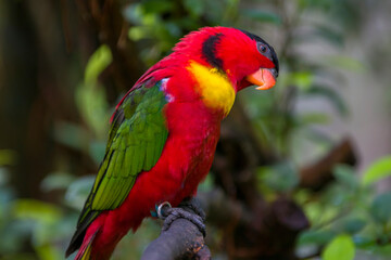 The yellow-bibbed lory (Lorius chlorocercus) perches on the branch. 
It is a species of parrot in the family Psittaculidae. It is endemic to the southern Solomon Islands.