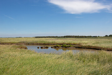 Scenic view of the national park Wadden Sea in Sehestedt, Germany at the Jade Bay, salt meadow with colorful blooming sea lavenders under vivid blue sky	