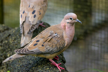 a Eared dove stands on the branch.
Adult males have mainly olive-brown upperpart plumage, with black spots on the wings. The head has a grey crown, black line behind the eye.