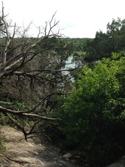 Trees in front of lake