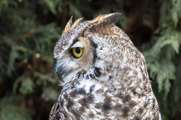 Fototapeta premium View of a Great Horned Owl