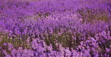Fototapeta na wymiar Field of fragrant lavender flowers, banner design