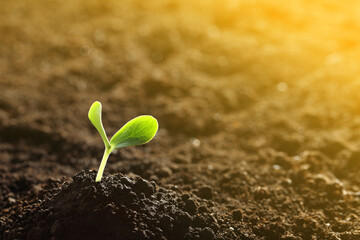 Sunlit young vegetable plant grown from seed in soil. Space for text