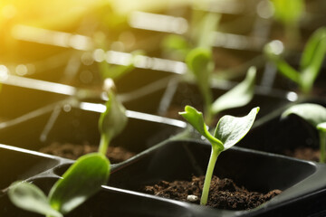Plastic tray with young vegetable plants grown from seeds in soil, closeup