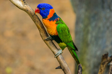 The red-collared lorikeet (Trichoglossus rubritorquis) is a species of parrot found in wooded habitats in northern Australia