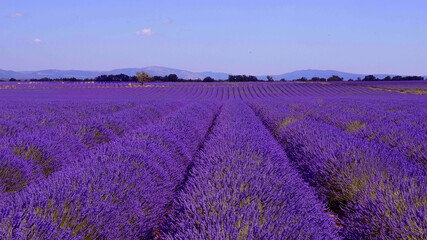 Fototapeta na wymiar The lavender fields of Valensole Provence in France - travel photography 
