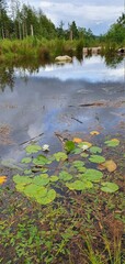 Obraz premium lake in the forest