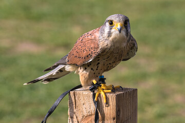 Common Kestrel