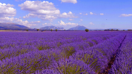 Fototapeta na wymiar The lavender fields of Valensole Provence in France - travel photography 