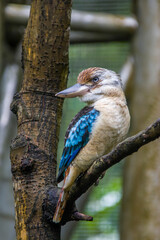The blue-winged kookaburra (Dacelo leachii) is a large species of kingfisher native to northern Australia and southern New Guinea.