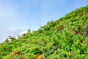 Fototapeta premium 北アルプス 七倉岳 登山道