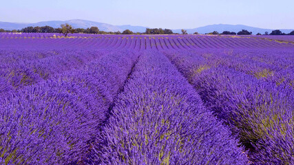 Obraz na płótnie Canvas The lavender fields of Valensole Provence in France - travel photography 
