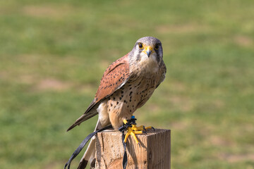 Common Kestrel