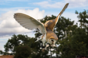Baby Barn Owl in flight