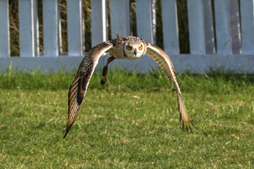 Bengal Eagle Owl in flight