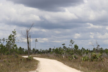 A shot from a trail in the Picayune. 