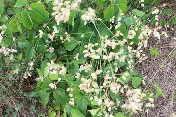 Obraz premium white flowers in the forest