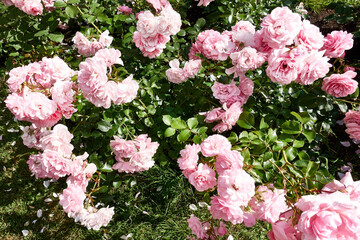 Pink roses in the garden. Beautiful flowers.