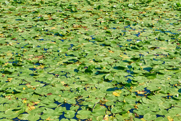 Water lilies on the pond. Green carpet of leaves.