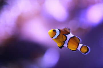 Focus on the eyes of clownfish fish or anemonefish.