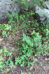 green moss on the stone