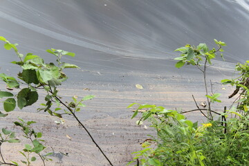 green grass in the water