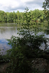reflection of trees in water