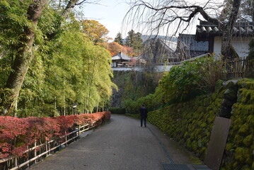 長谷寺植物