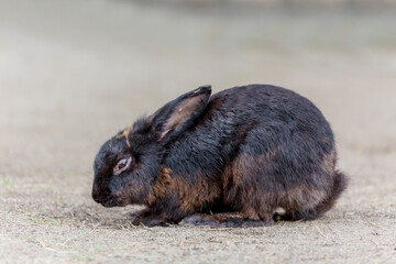 Black rabbit at zoo animals