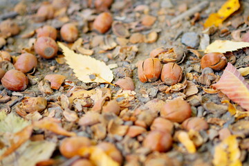 地面に散らばるどんぐり