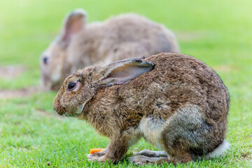 Beauty rabbit with carrot at zoo