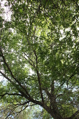 Fototapeta premium green leaves in the forest