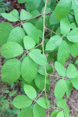 green leaves on a bush