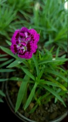 purple flower in the garden