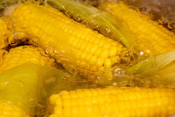 Several ears of yellow corn in boiling water. Selected focus