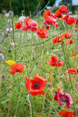 Wild Poppies in a Field vertical. Poppies and wildflowers in a rural setting.

