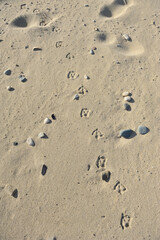 Seagull footprints on soft sandy beach