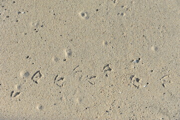 Fototapeta na wymiar Seagull footprints on soft sandy beach