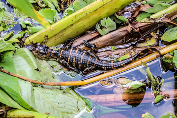 A Close Up of a Baby Alligator 