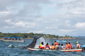 whale watching at ladrilleros, colombia 