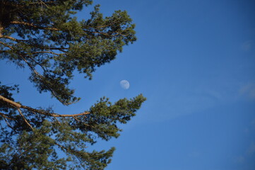 Moon over tree