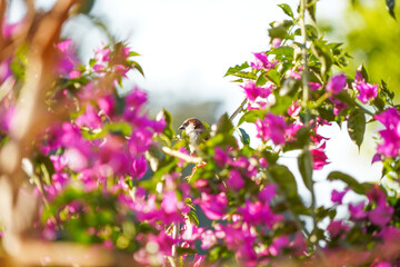 Obraz na płótnie Canvas House Sparrow bird on a branch