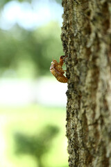 セミのぬけ殻　アブラゼミ