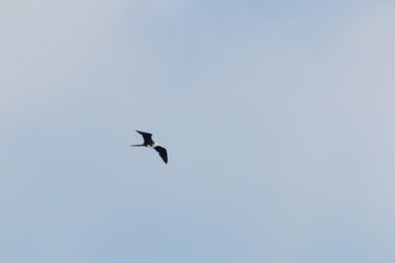 frigate bird in flight